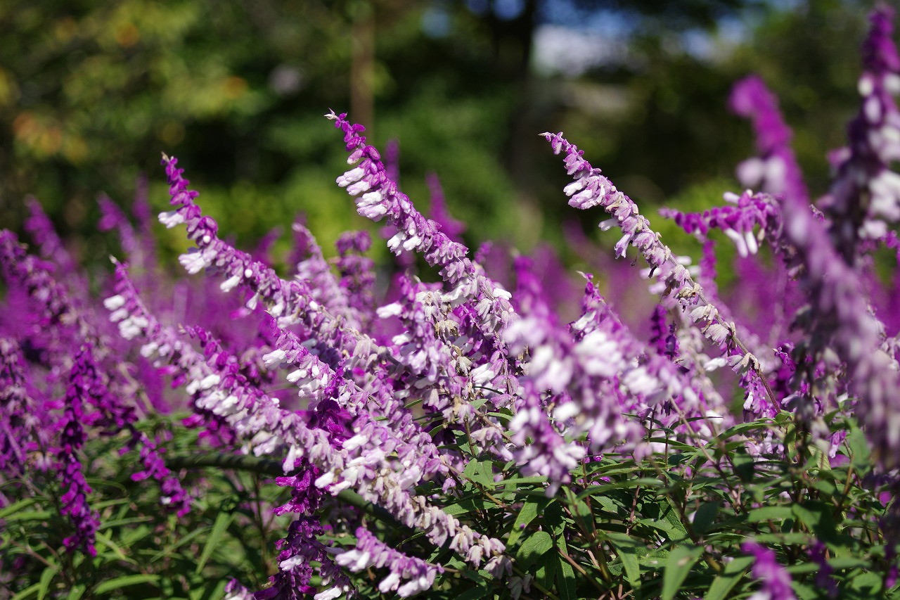 栃木県足利市のあしかがフラワーパークの花々