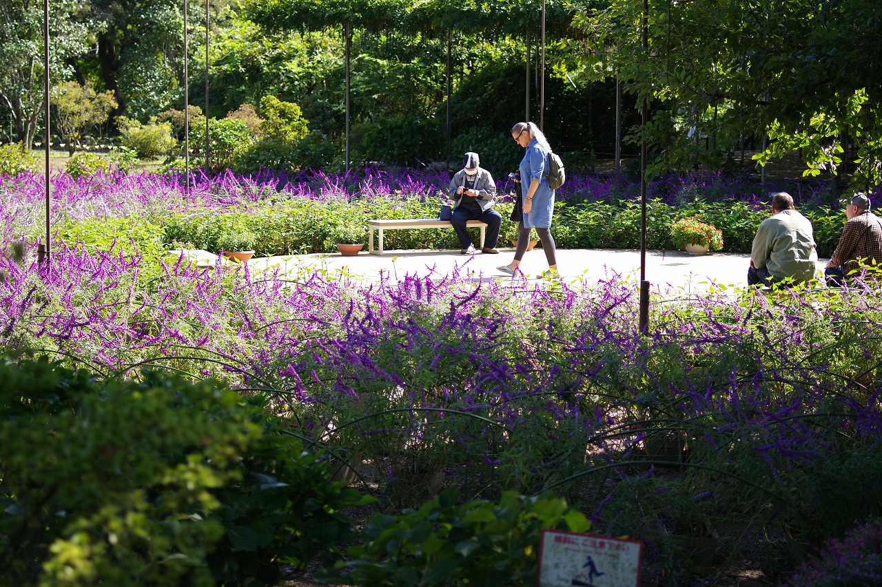 栃木県足利市のあしかがフラワーパークの花々