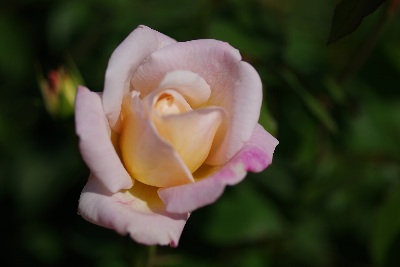 栃木県足利市のあしかがフラワーパークの花々