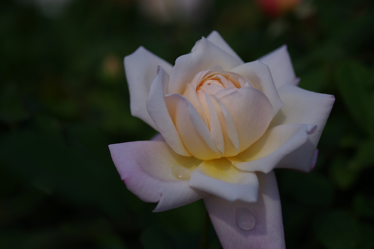 栃木県足利市のあしかがフラワーパークの花々