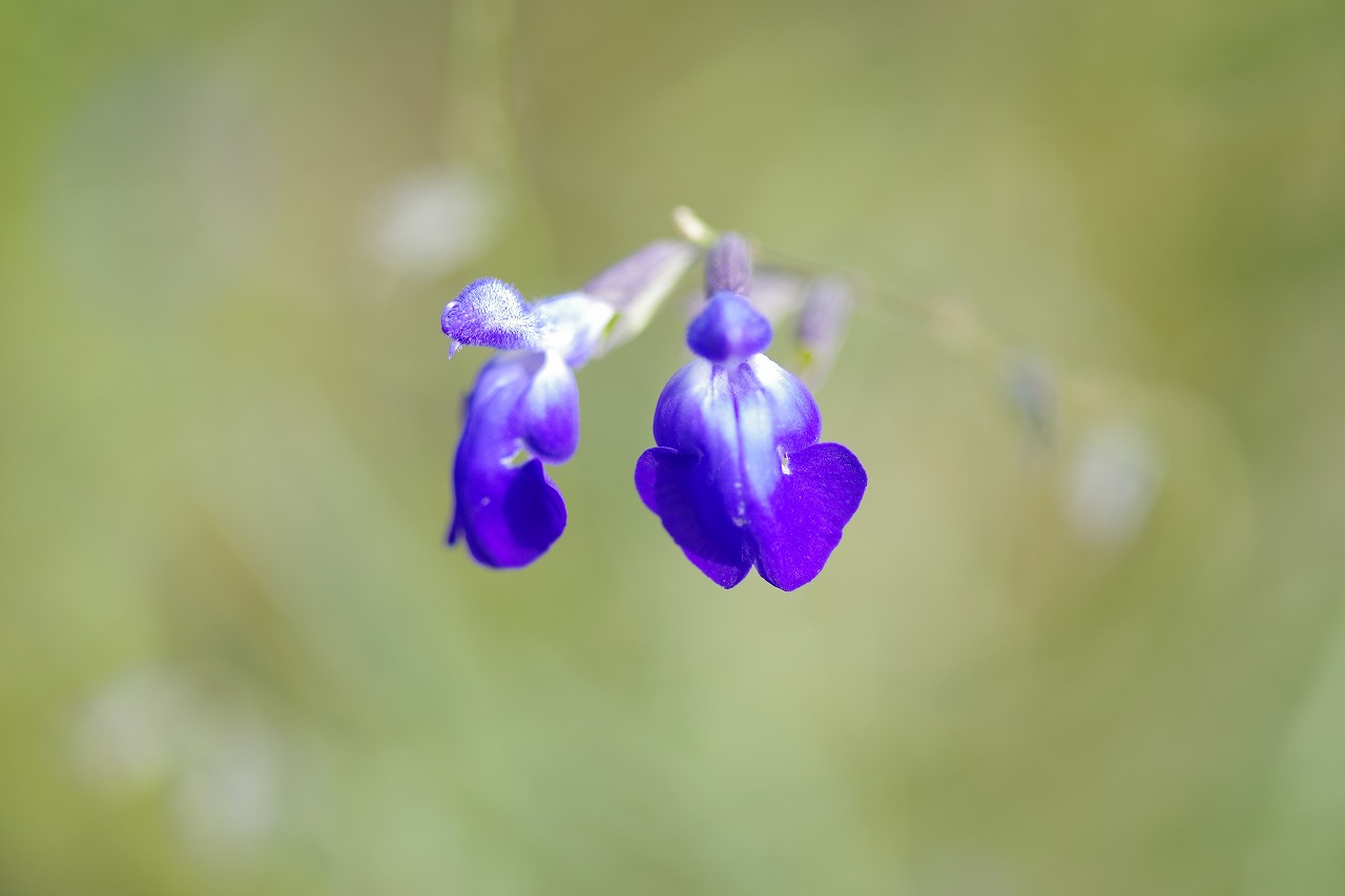 栃木県足利市のあしかがフラワーパークの花々