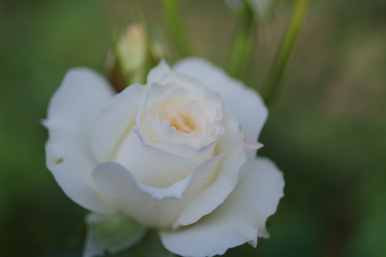 栃木県足利市のあしかがフラワーパークの花々