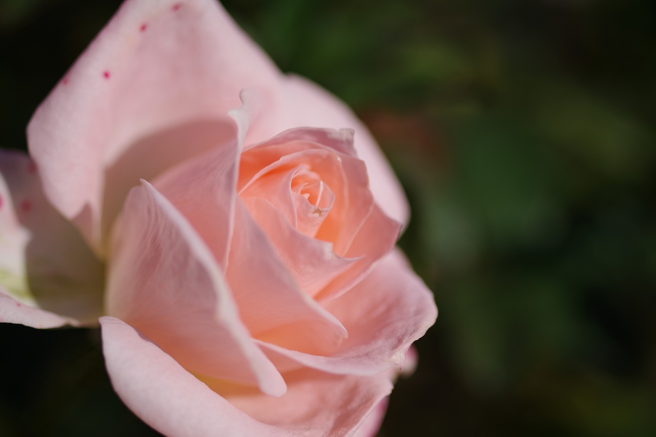 栃木県足利市のあしかがフラワーパークの花々