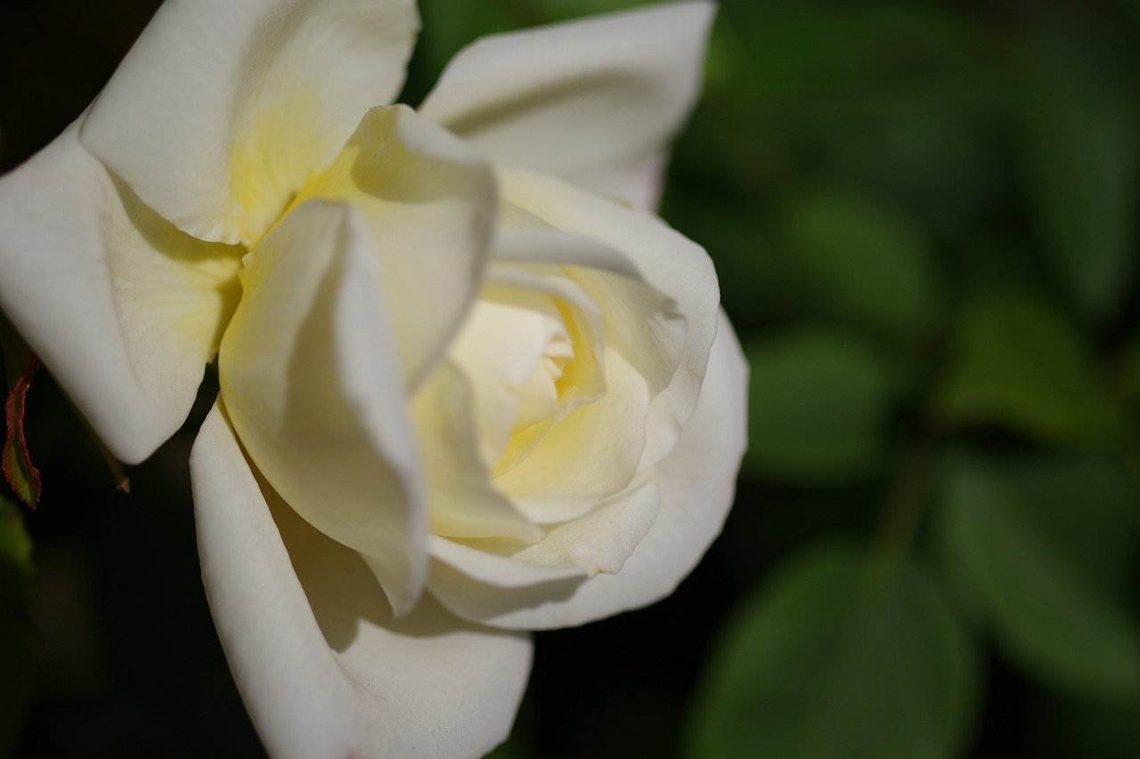 栃木県足利市のあしかがフラワーパークの花々