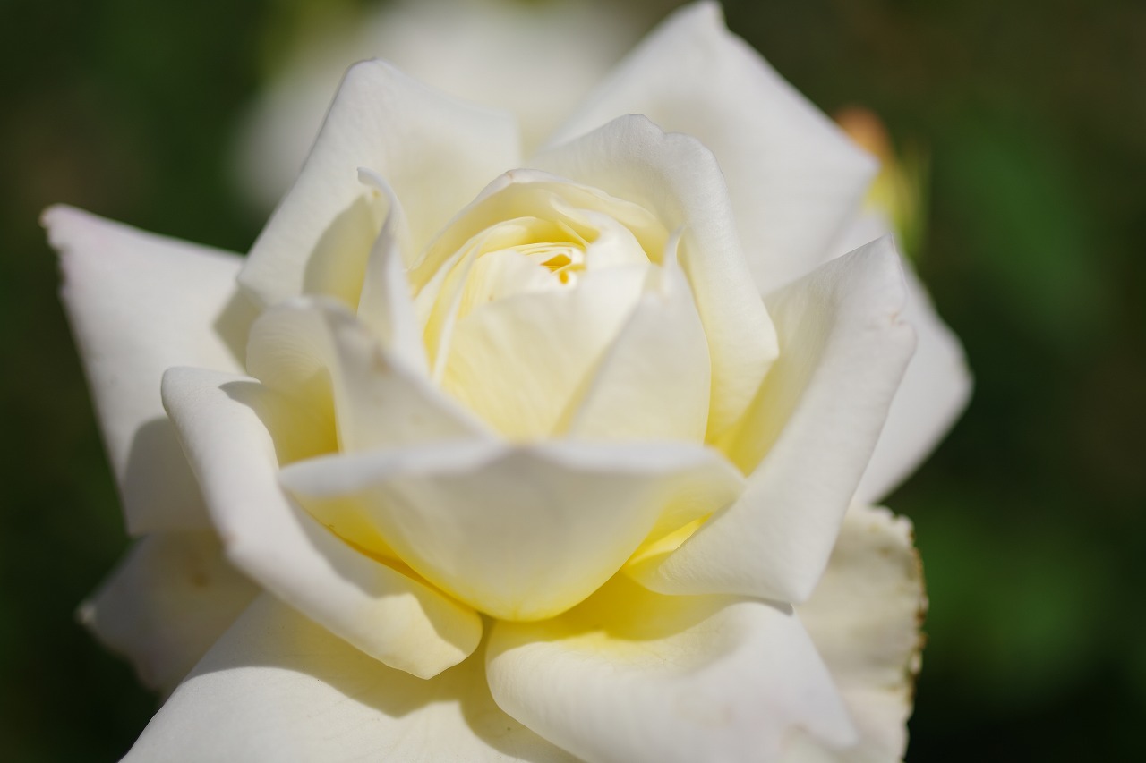 栃木県足利市のあしかがフラワーパークの花々