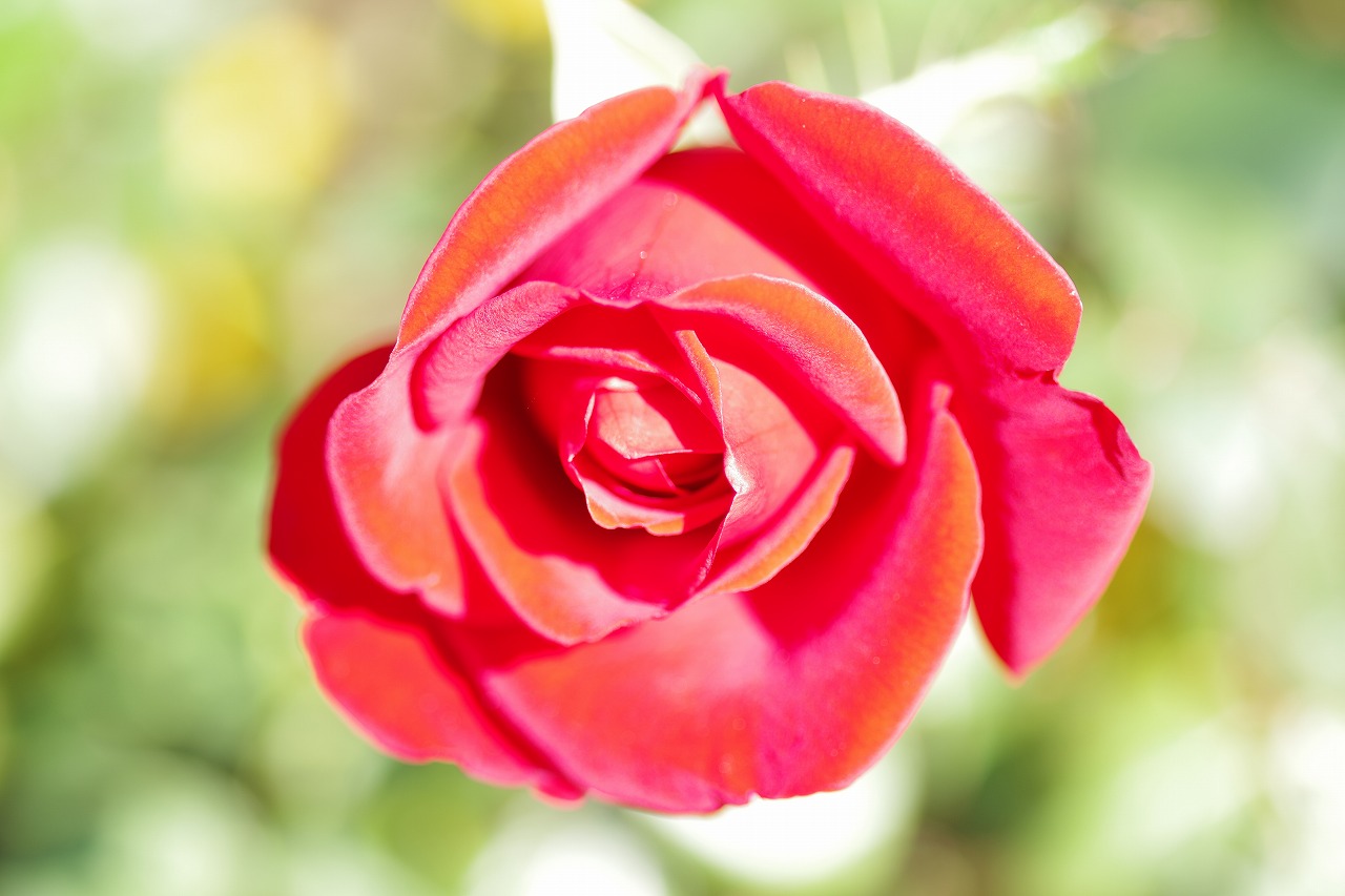 栃木県足利市のあしかがフラワーパークの花々