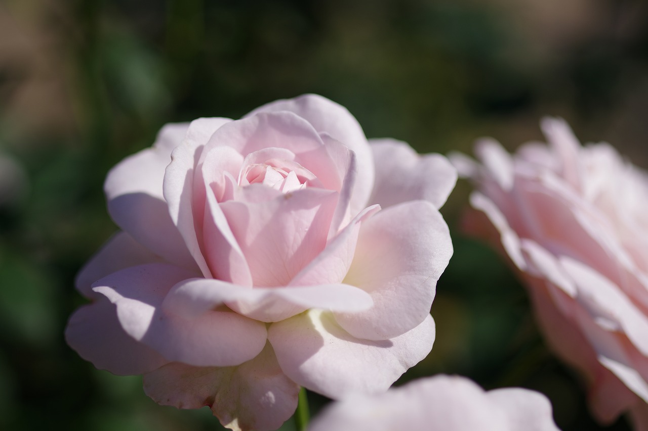 栃木県足利市のあしかがフラワーパークの花々