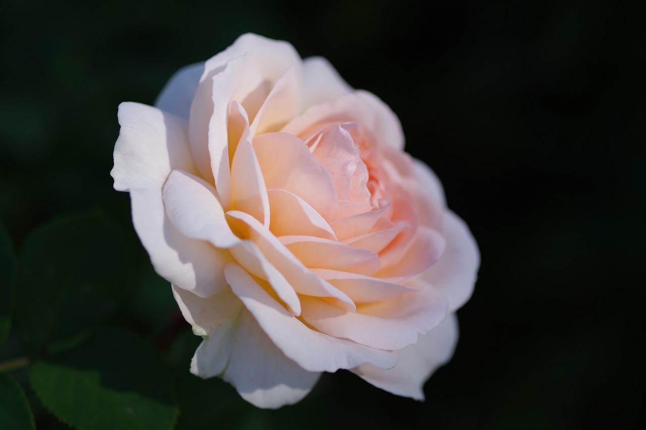 栃木県足利市のあしかがフラワーパークの花々