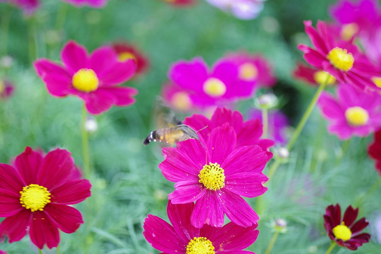 栃木県足利市のあしかがフラワーパークの花々