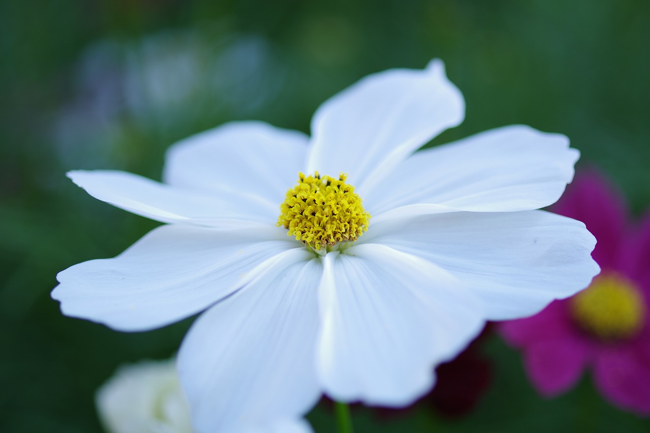 栃木県足利市のあしかがフラワーパークの花々