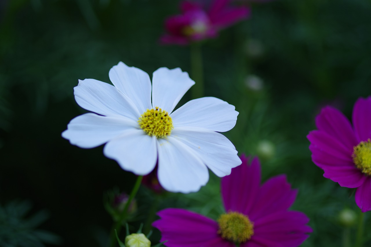 栃木県足利市のあしかがフラワーパークの花々