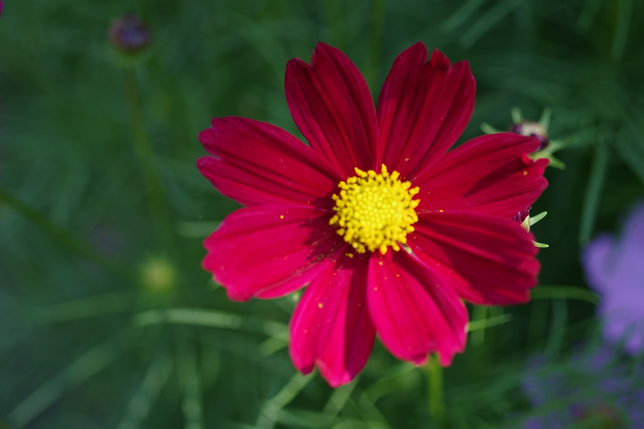 栃木県足利市のあしかがフラワーパークの花々