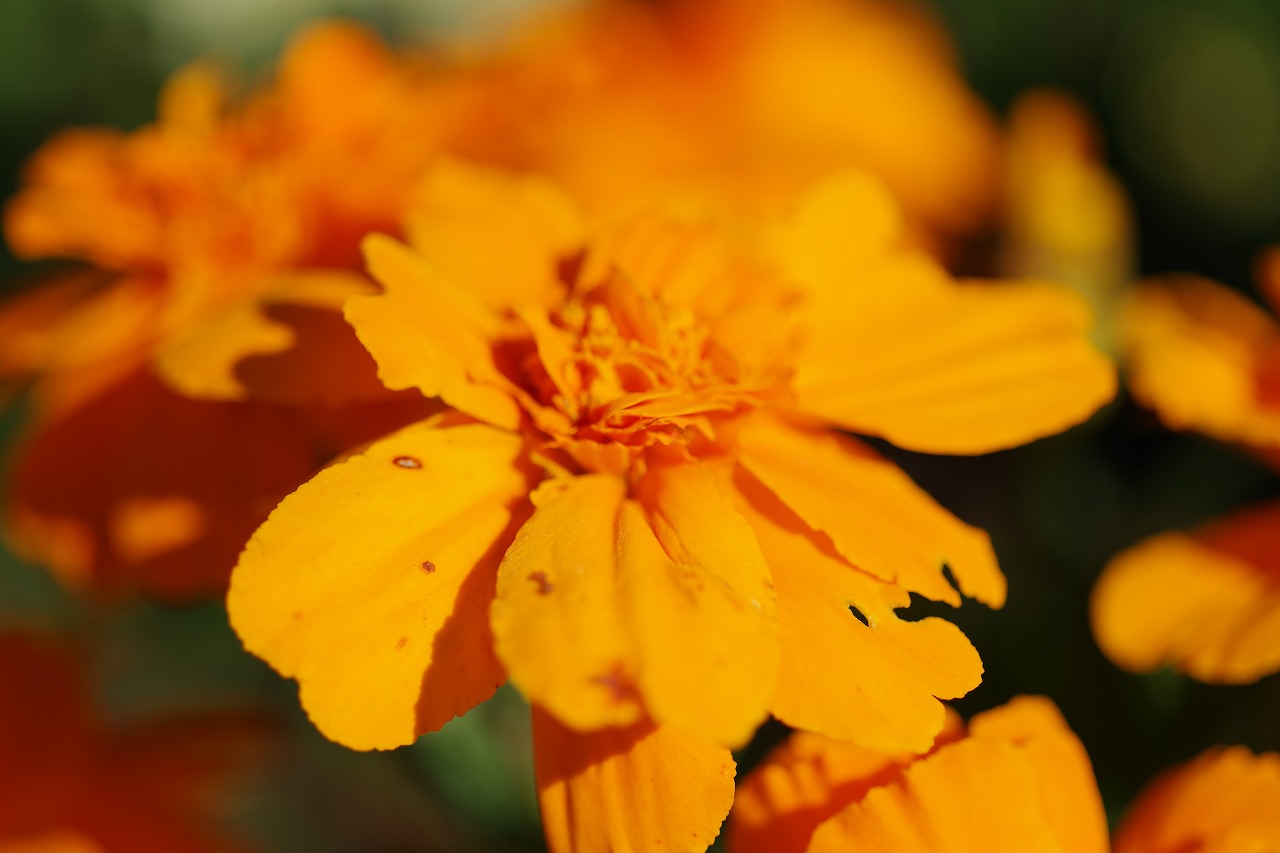 群馬県前橋市の群馬フラワーパークの花々