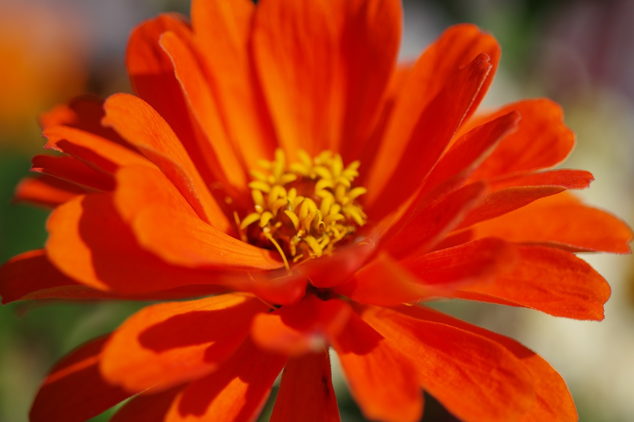 群馬県前橋市の群馬フラワーパークの花々
