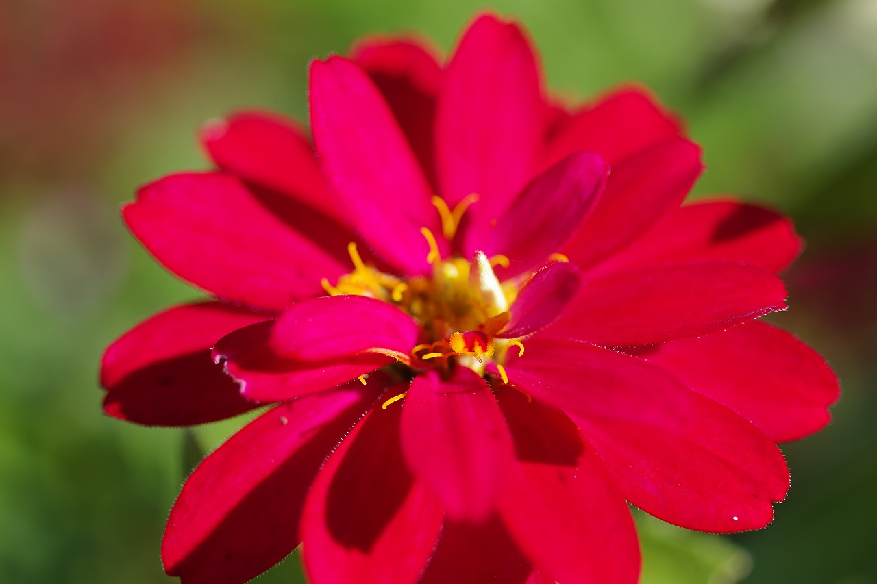 群馬県前橋市の群馬フラワーパークの花々