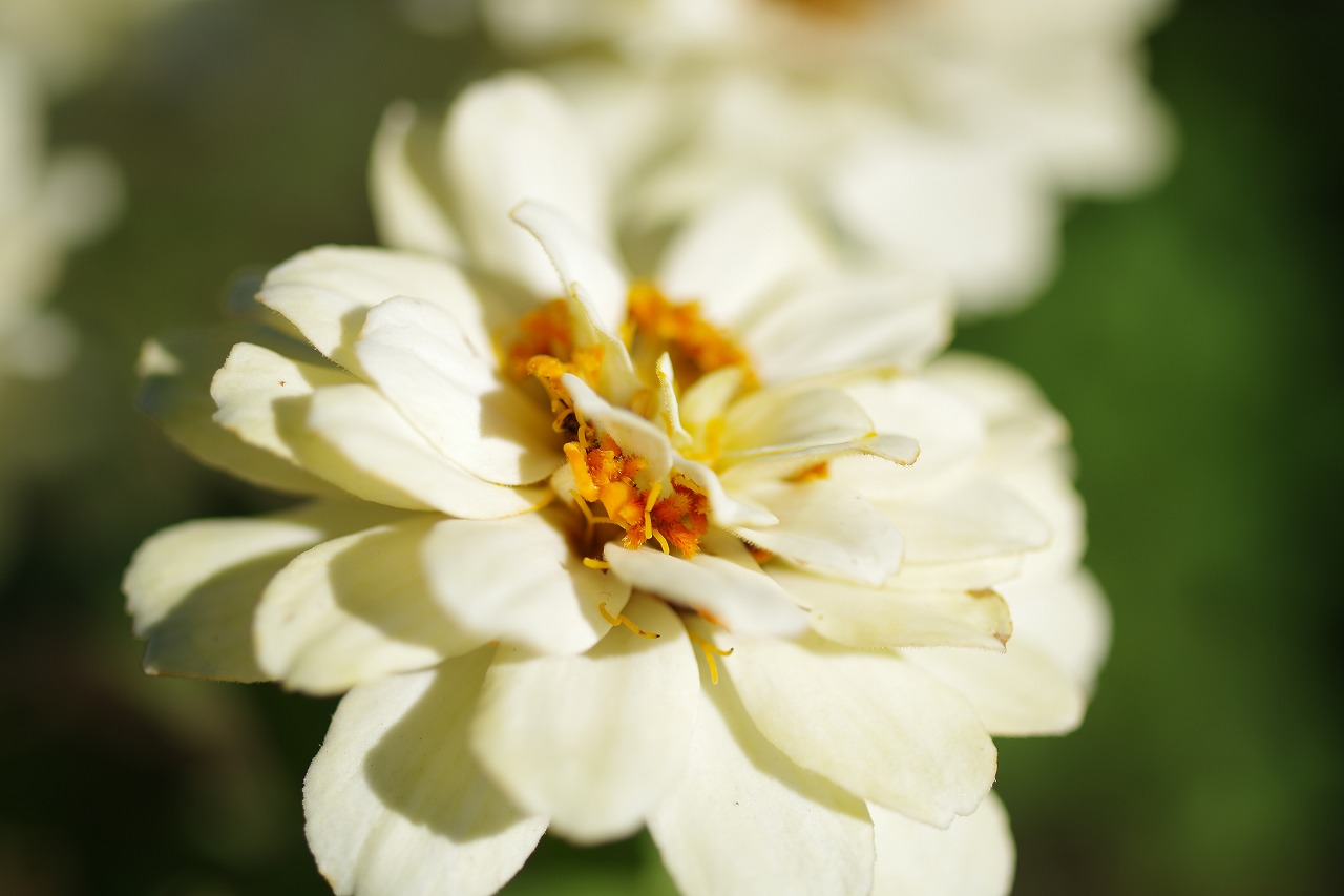 群馬県前橋市の群馬フラワーパークの花々