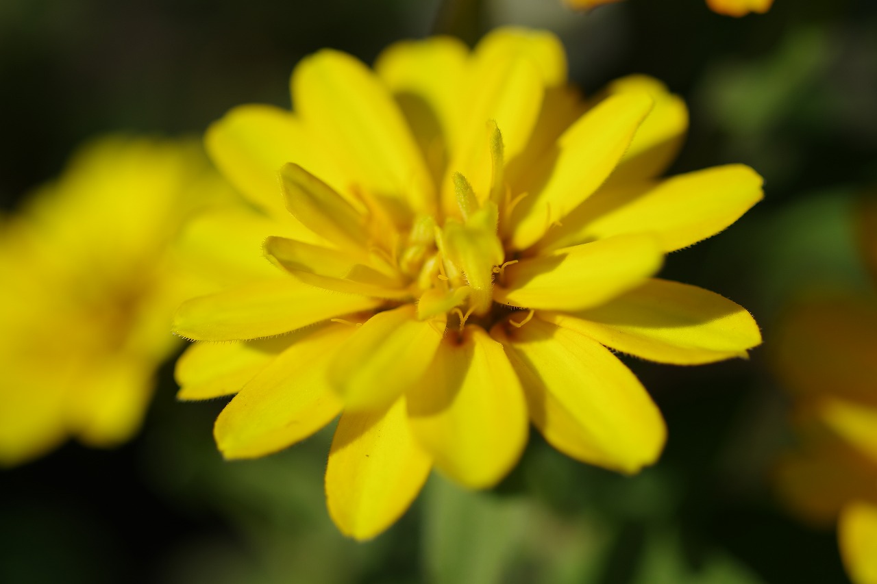 群馬県前橋市の群馬フラワーパークの花々