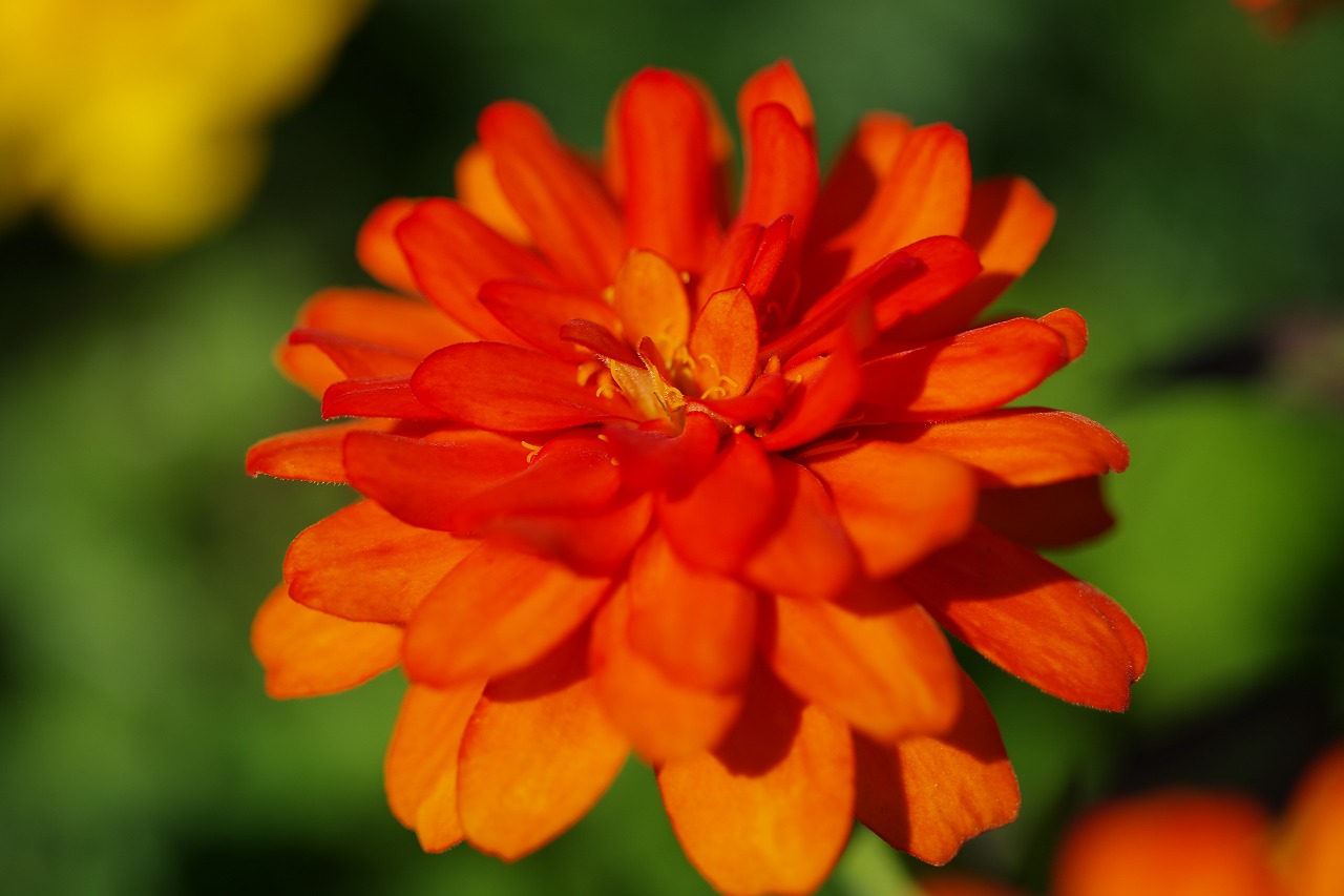 群馬県前橋市の群馬フラワーパークの花々