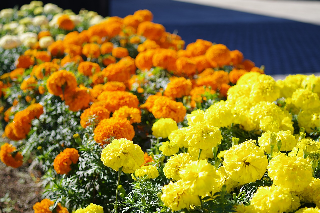 群馬県前橋市の群馬フラワーパークの花々