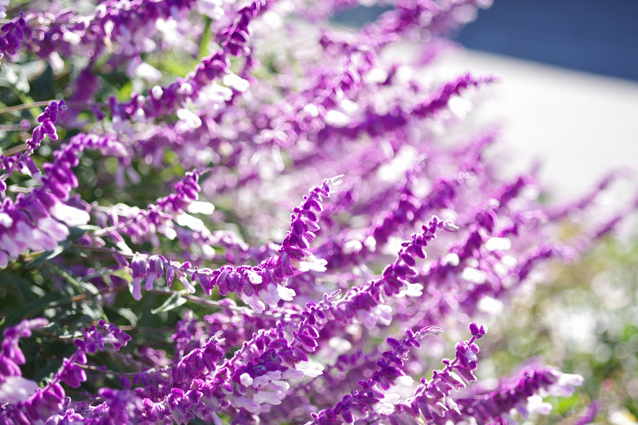 群馬県前橋市の群馬フラワーパークの花々