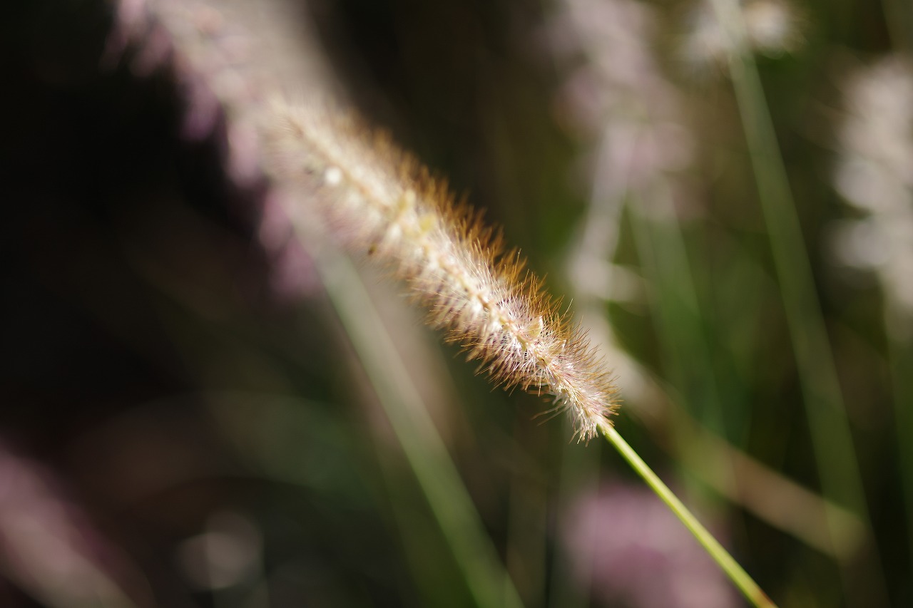 群馬県前橋市の群馬フラワーパークの花々