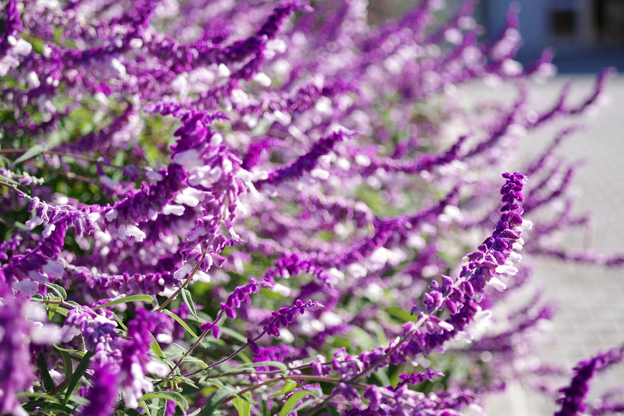 群馬県前橋市の群馬フラワーパークの花々