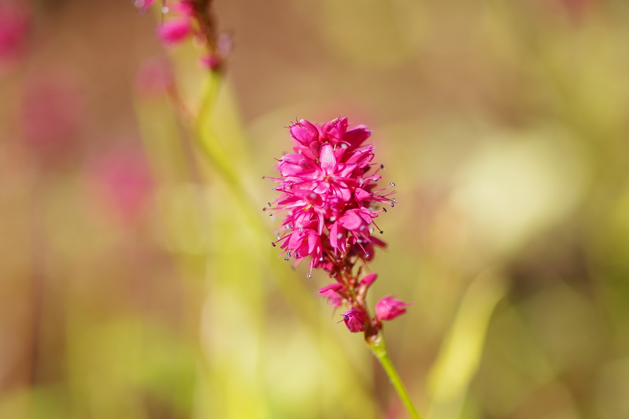 群馬県前橋市の群馬フラワーパークの花々