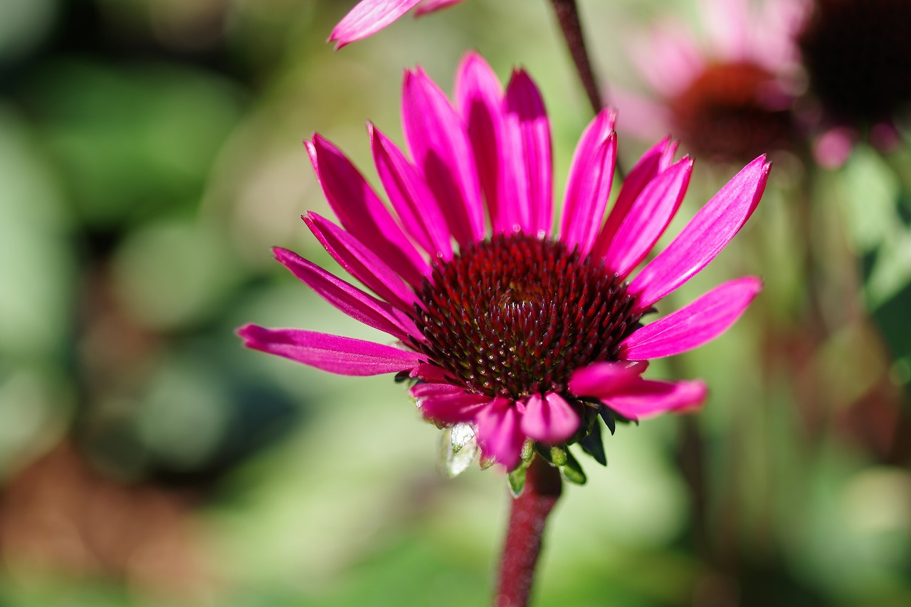 群馬県前橋市の群馬フラワーパークの花々