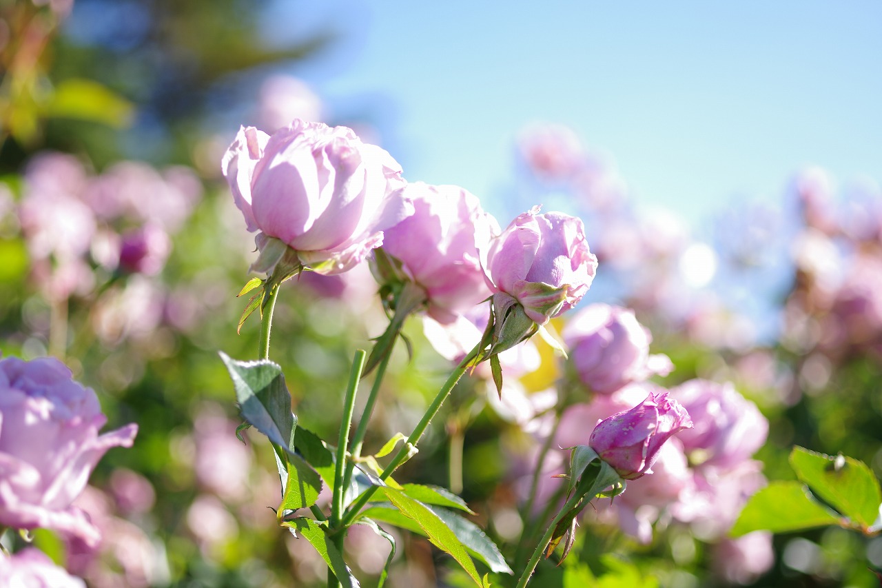 群馬県前橋市の群馬フラワーパークの花々