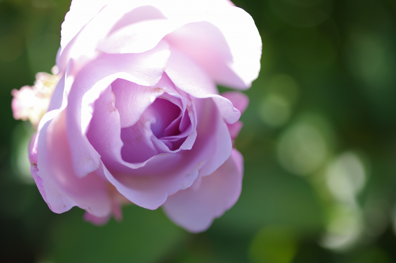 群馬県前橋市の群馬フラワーパークの花々