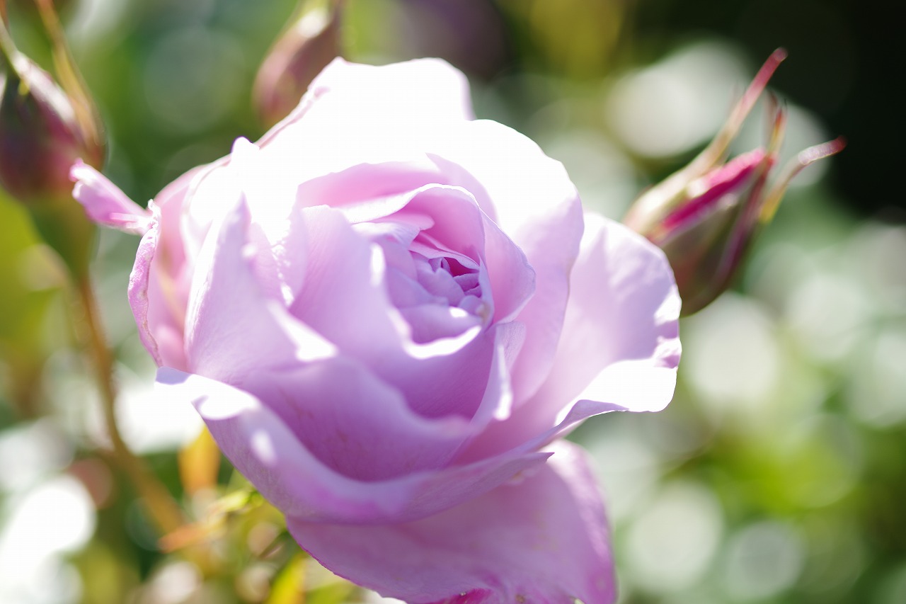 群馬県前橋市の群馬フラワーパークの花々