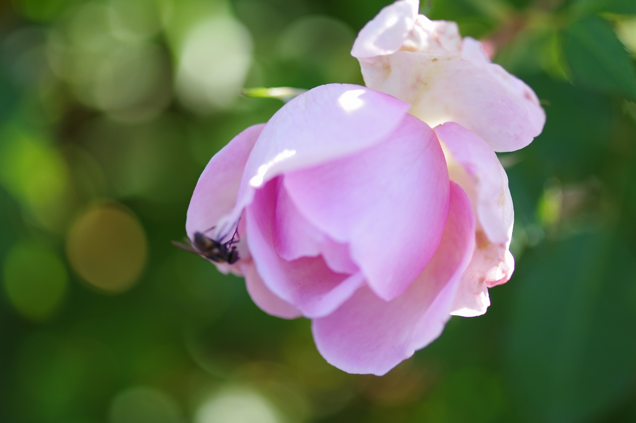 群馬県前橋市の群馬フラワーパークの花々