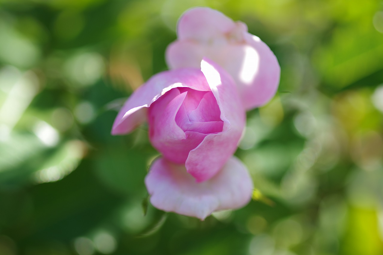 群馬県前橋市の群馬フラワーパークの花々