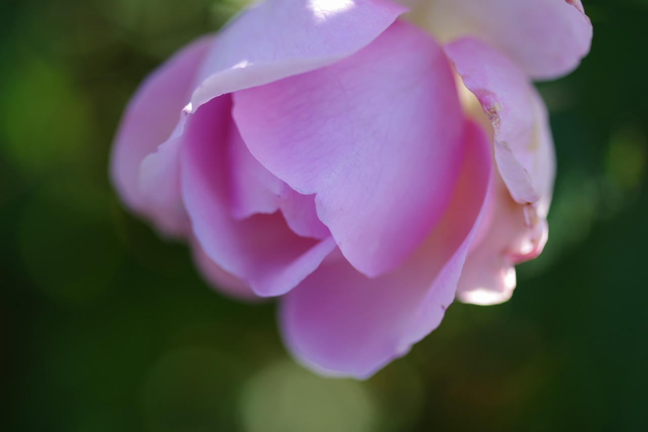 群馬県前橋市の群馬フラワーパークの花々