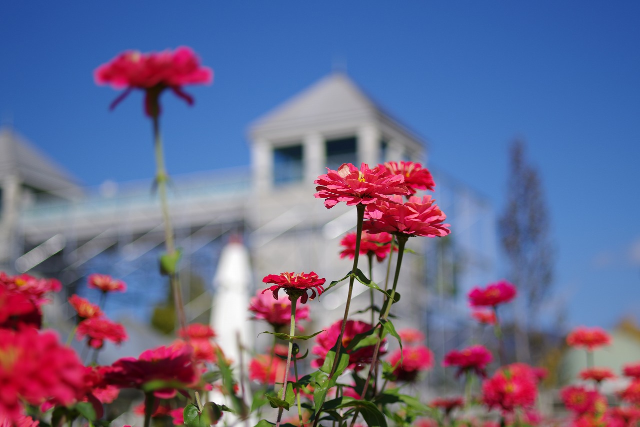 群馬県前橋市の群馬フラワーパークの花々