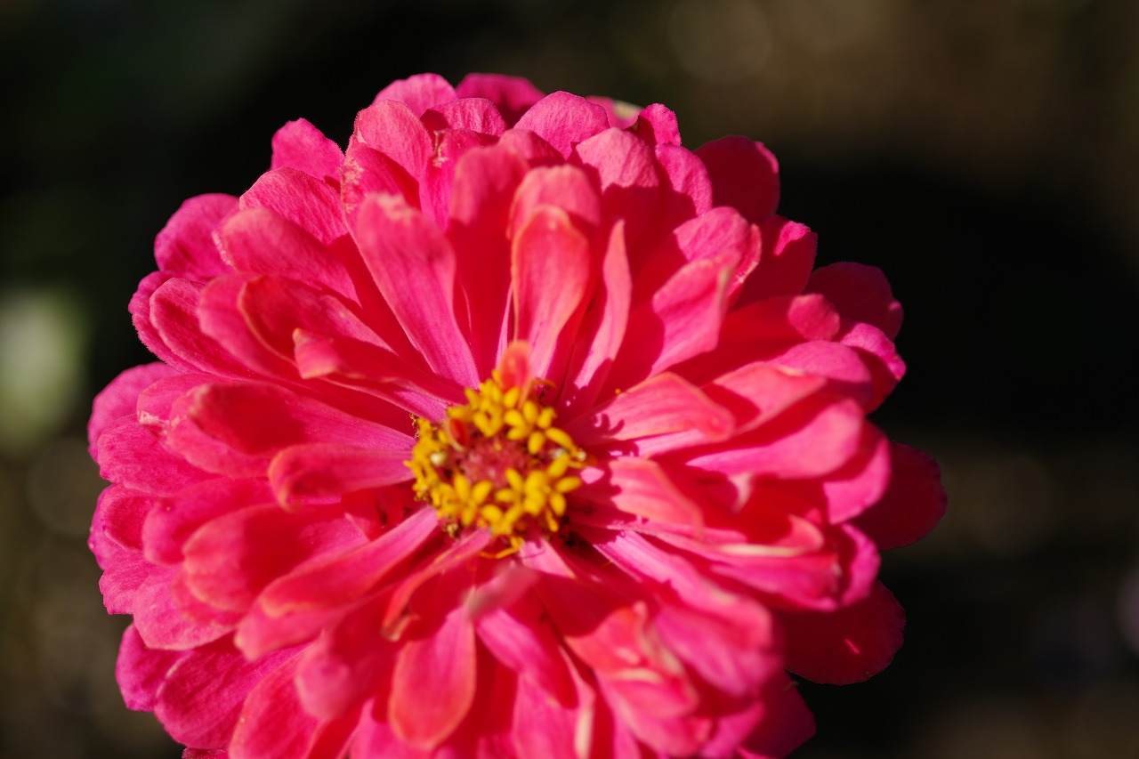 群馬県前橋市の群馬フラワーパークの花々