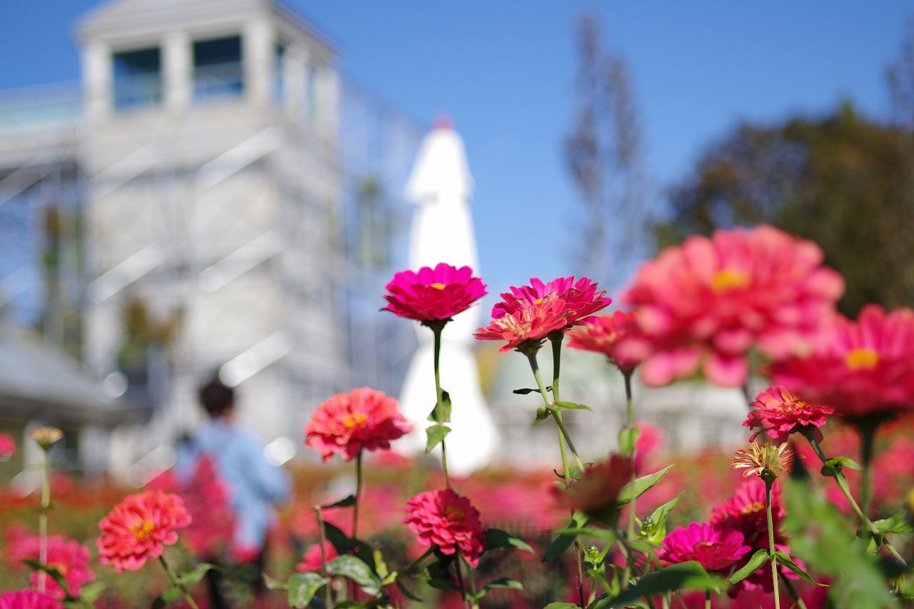 群馬県前橋市の群馬フラワーパークの花々
