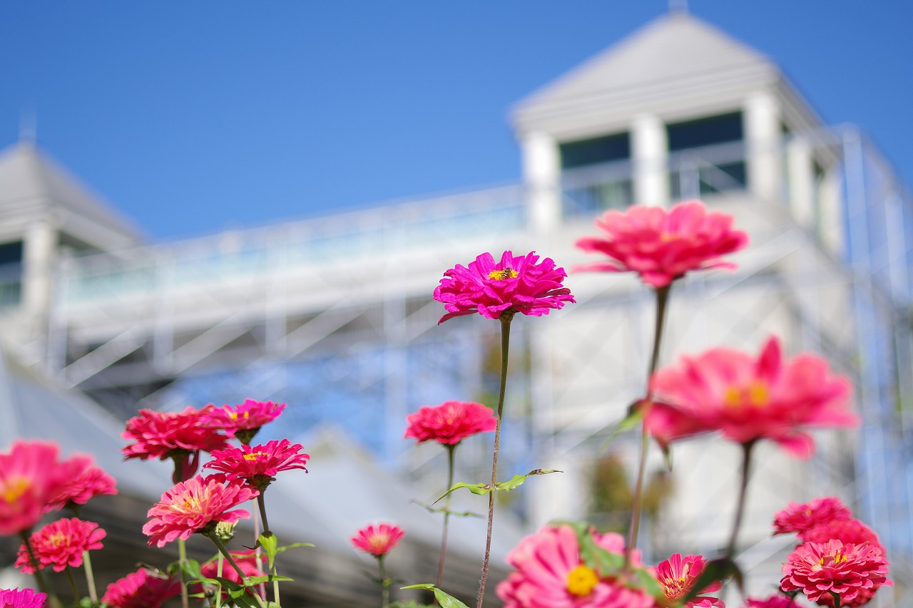 群馬県前橋市の群馬フラワーパークの花々
