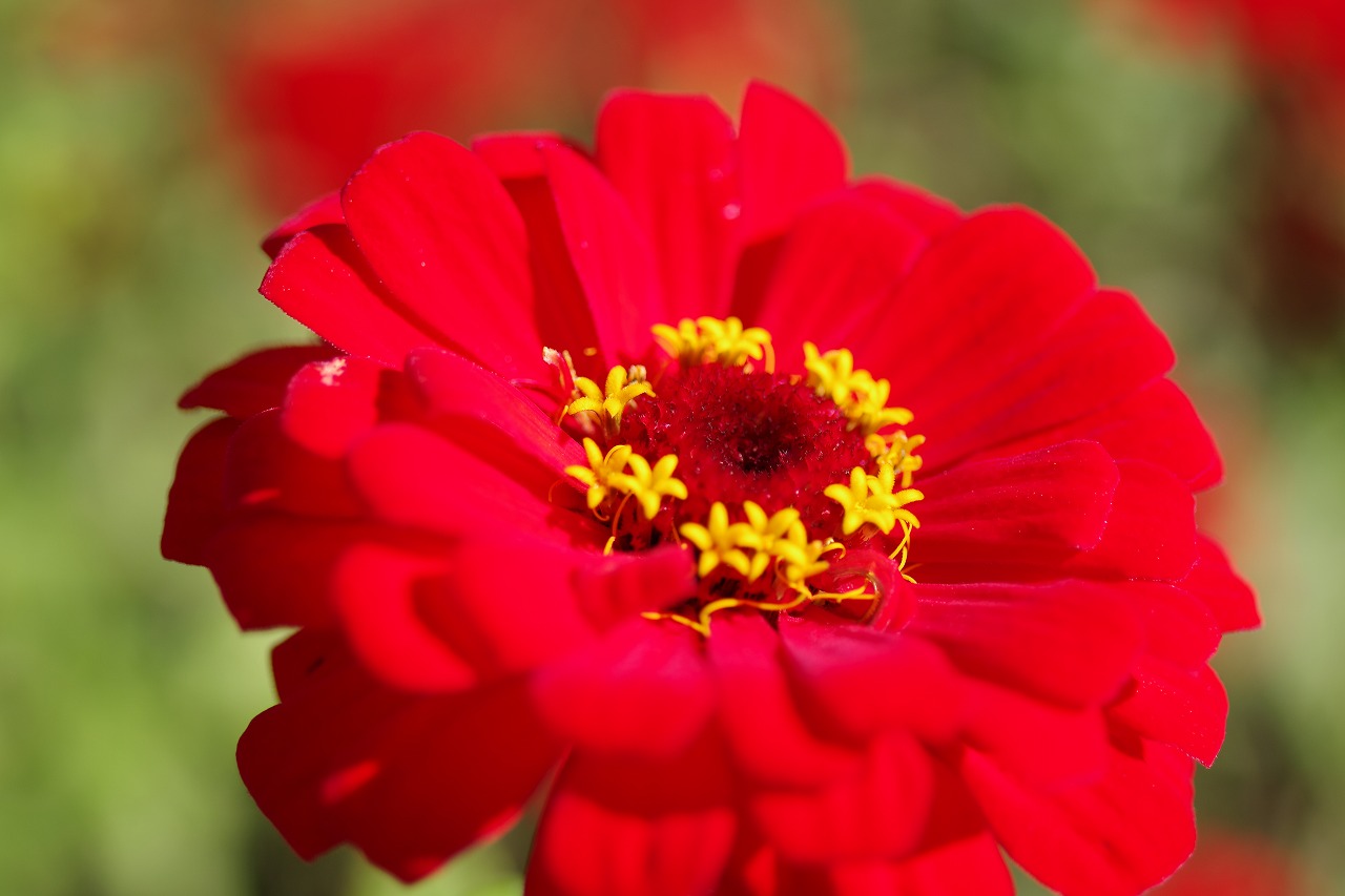 群馬県前橋市の群馬フラワーパークの花々
