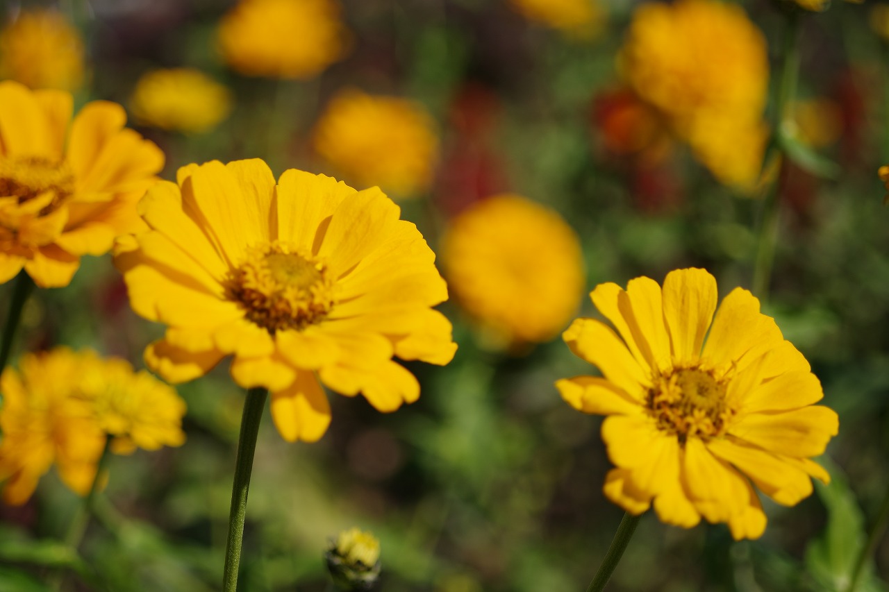 群馬県前橋市の群馬フラワーパークの花々