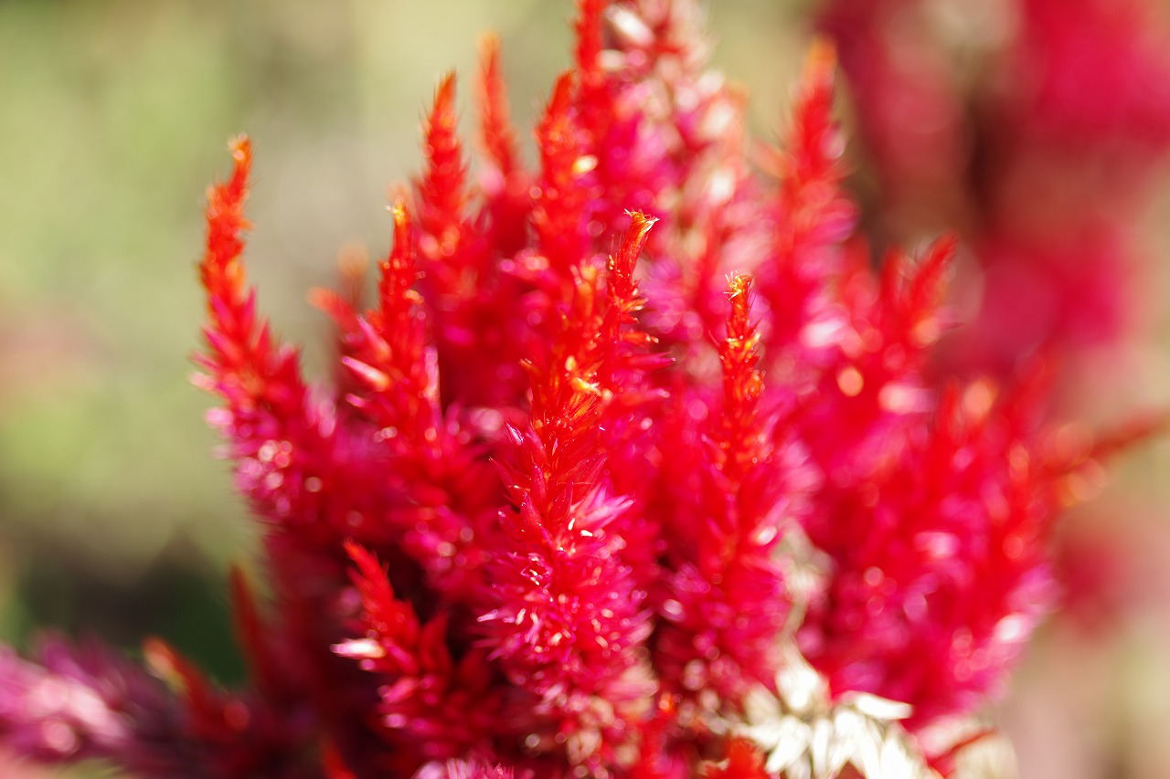 群馬県前橋市の群馬フラワーパークの花々