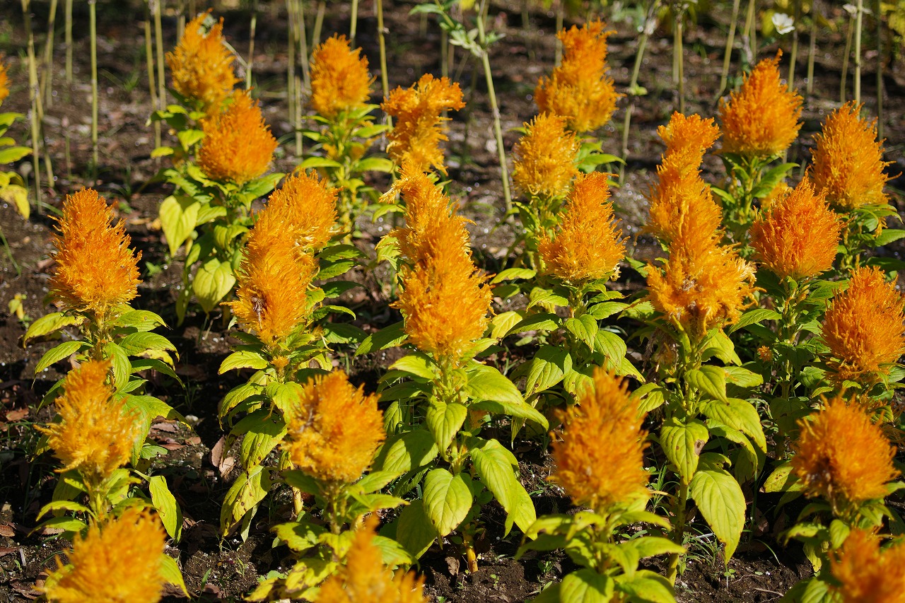 群馬県前橋市の群馬フラワーパークの花々
