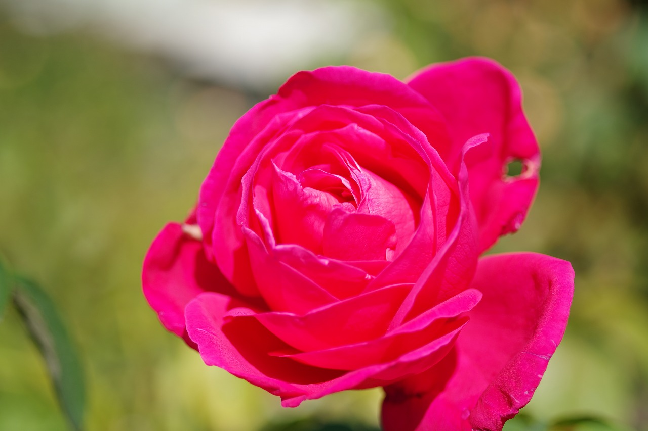 群馬県前橋市の群馬フラワーパークの花々