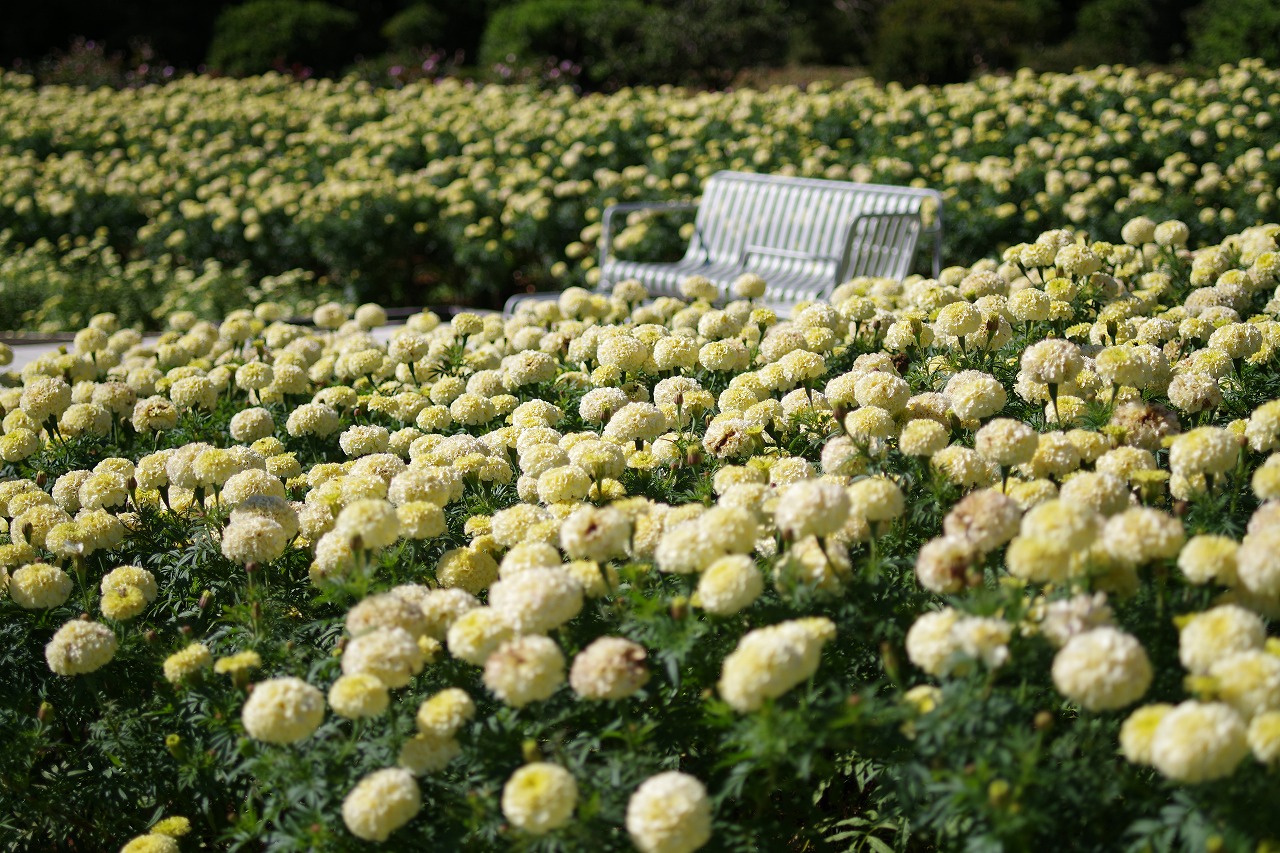 群馬県前橋市の群馬フラワーパークの花々
