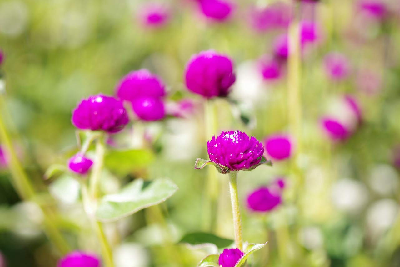 群馬県前橋市の群馬フラワーパークの花々