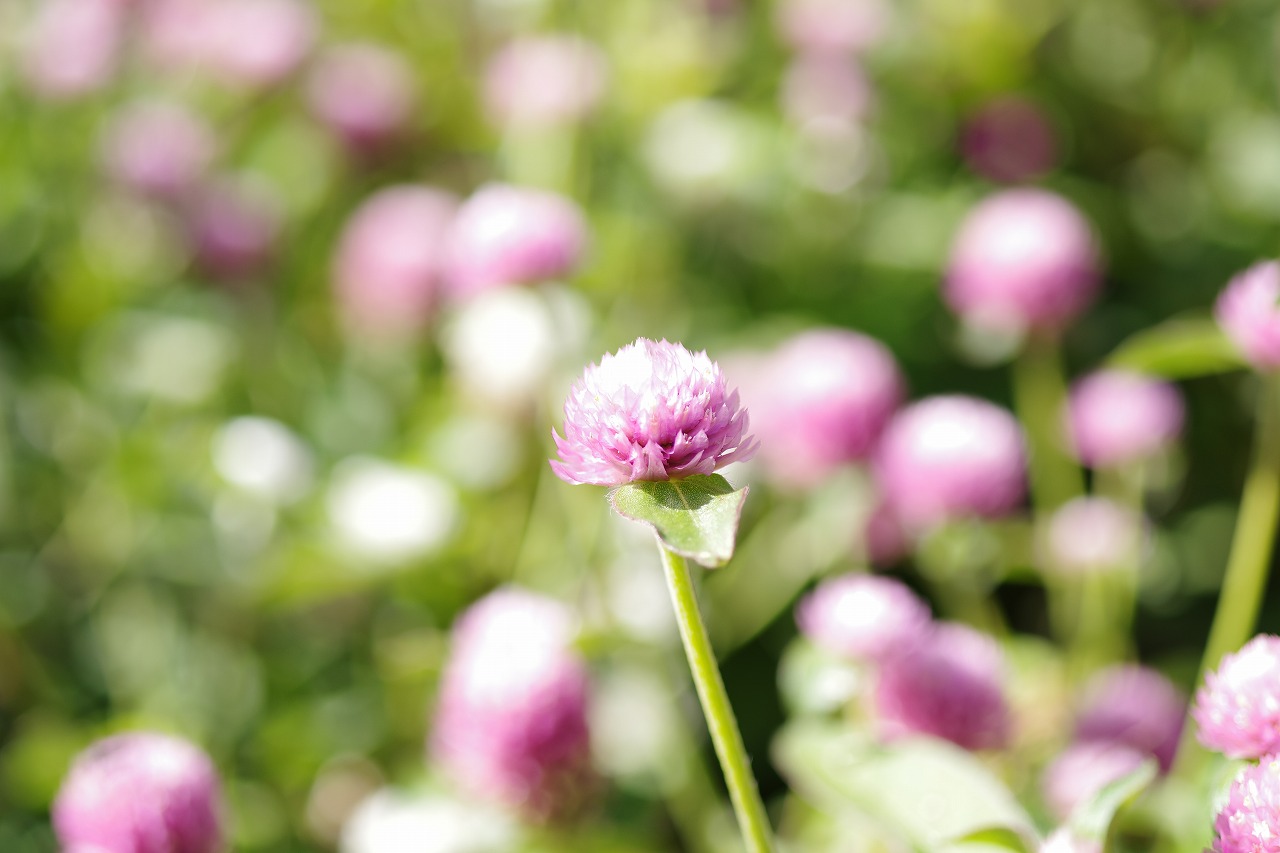 群馬県前橋市の群馬フラワーパークの花々