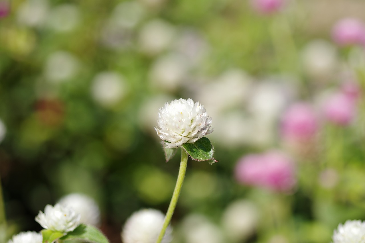 群馬県前橋市の群馬フラワーパークの花々