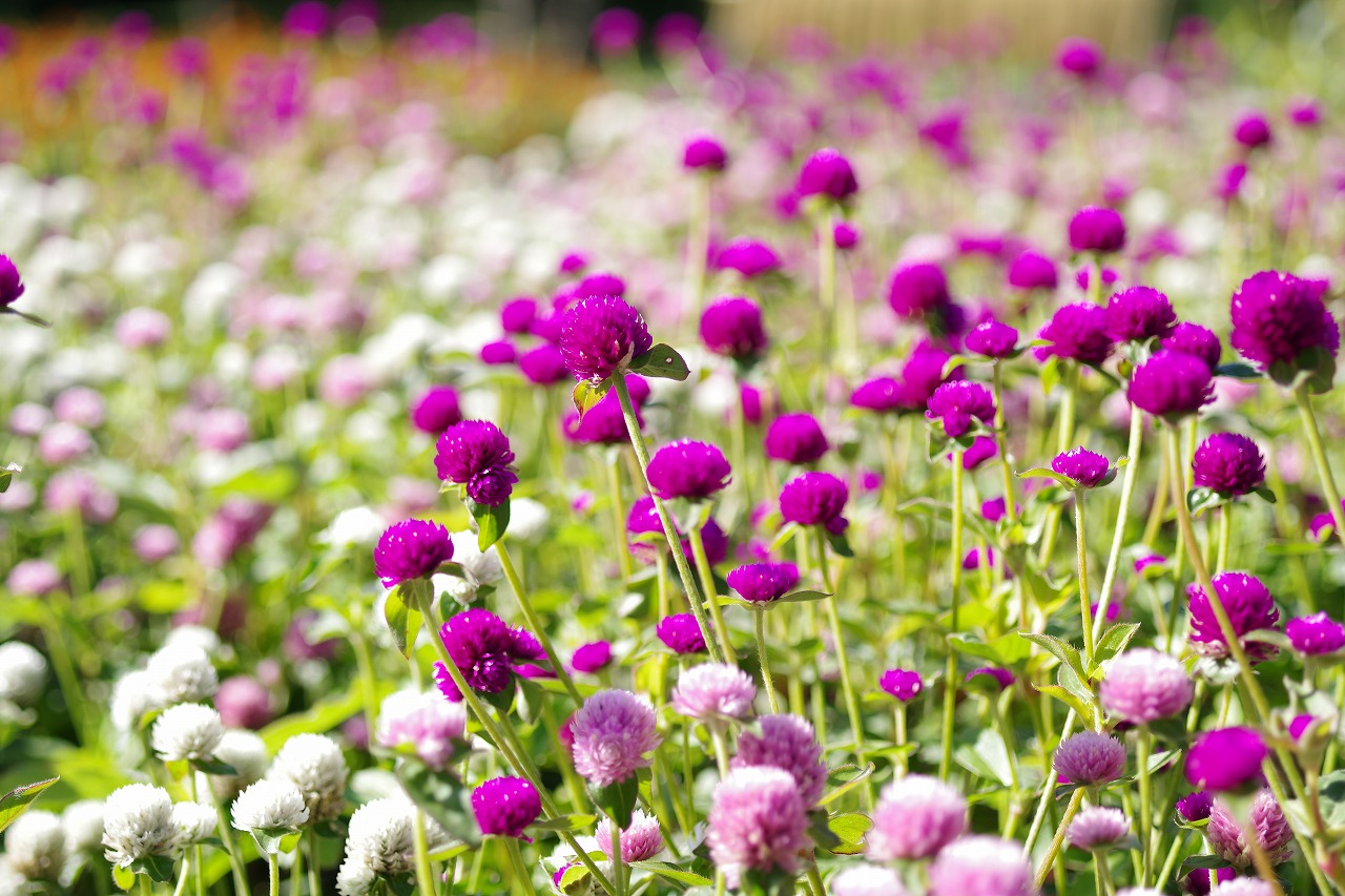 群馬県前橋市の群馬フラワーパークの花々