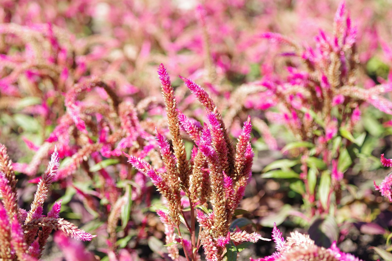 群馬県前橋市の群馬フラワーパークの花々