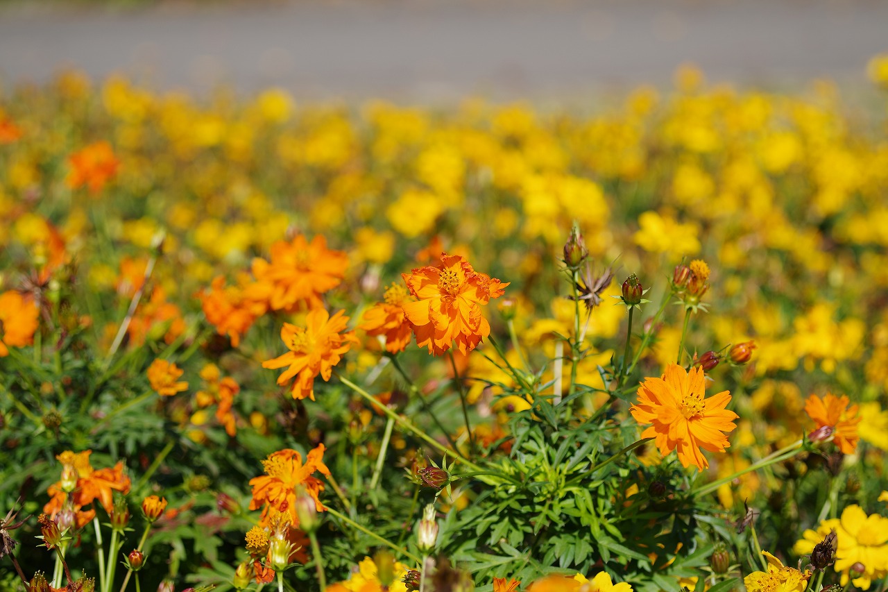 群馬県前橋市の群馬フラワーパークの花々